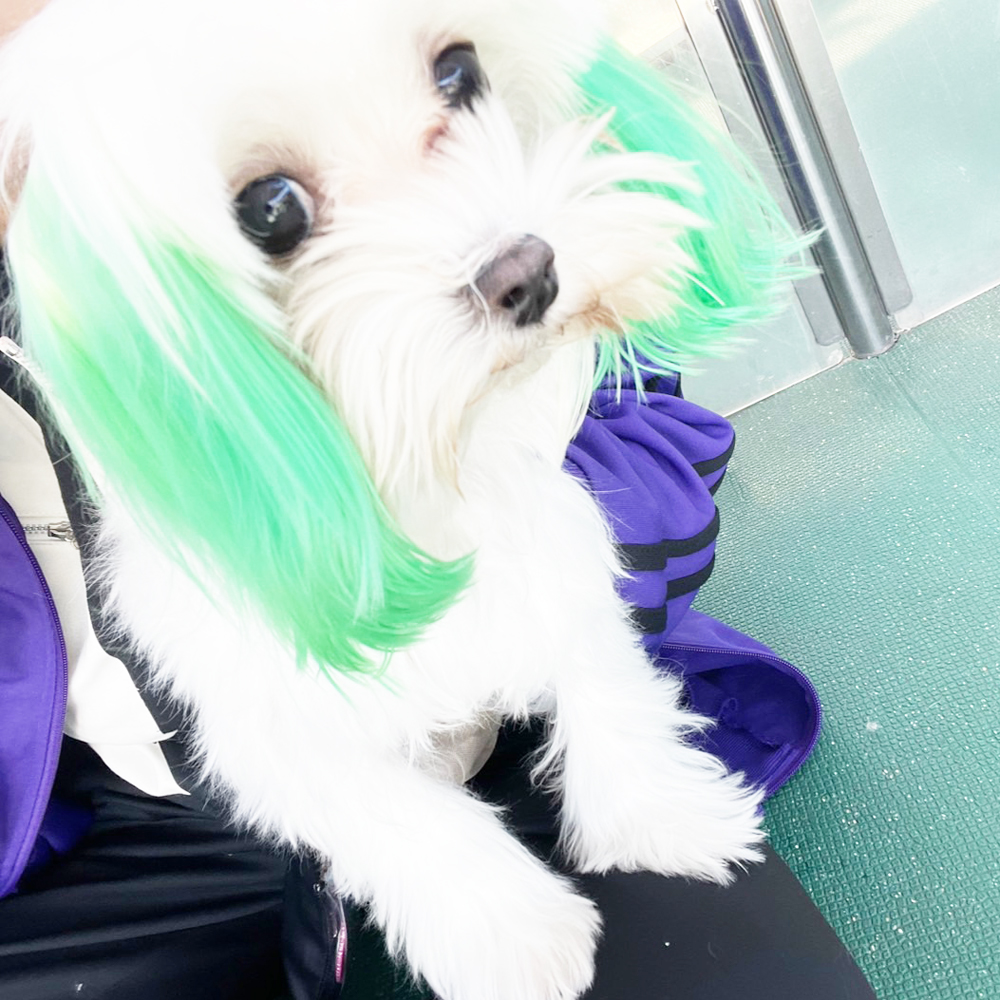 生徒が撮影したモデル犬！ＰＡＲＴ①
